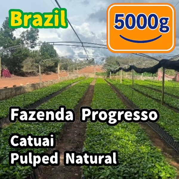 生豆 Brazil Fazenda Progresso Catuai Pulped Natural 5000g