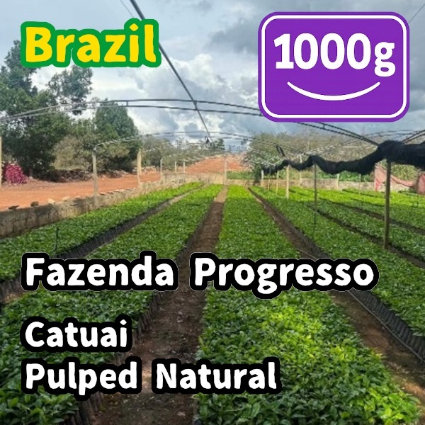 生豆 Brazil Fazenda Progresso Catuai Pulped Natural 1000g