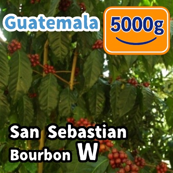 生豆 Guatemala San Sebastian Bourbon W 5000g
