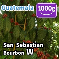 生豆 Guatemala San Sebastian Bourbon W 1000g