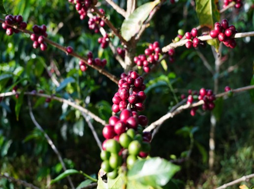 サザ農園1